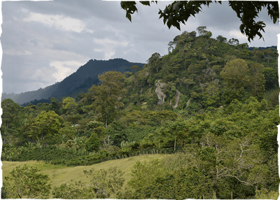 honduras coffee landscape
